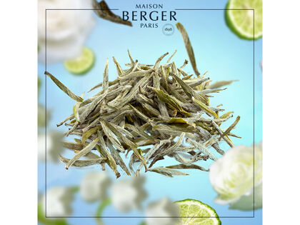 Aromatischer weißer Tee| Thé Blanc Pureté | Düfte von Maison Berger Paris